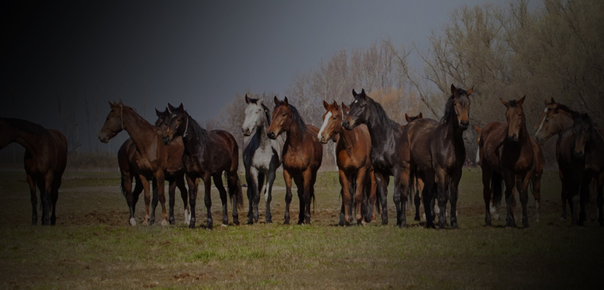 The Timpex herd in its Nyíregyháza pasture
