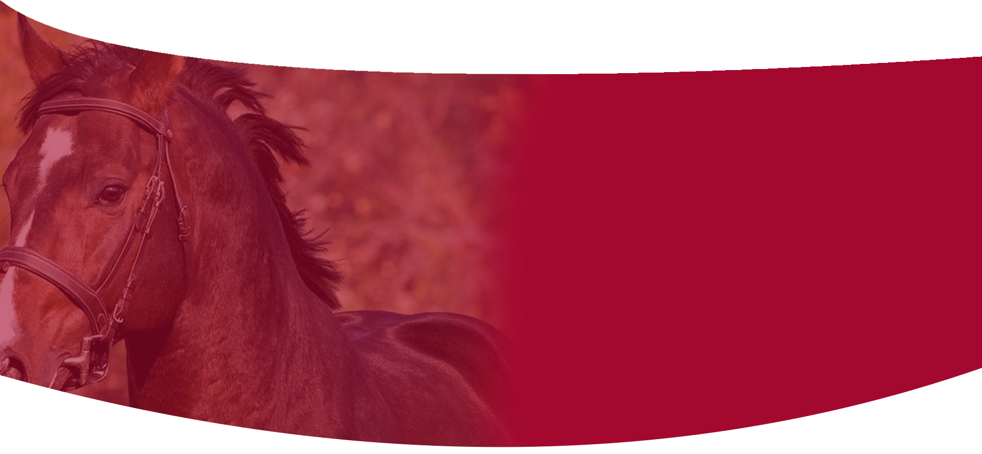Horse Background