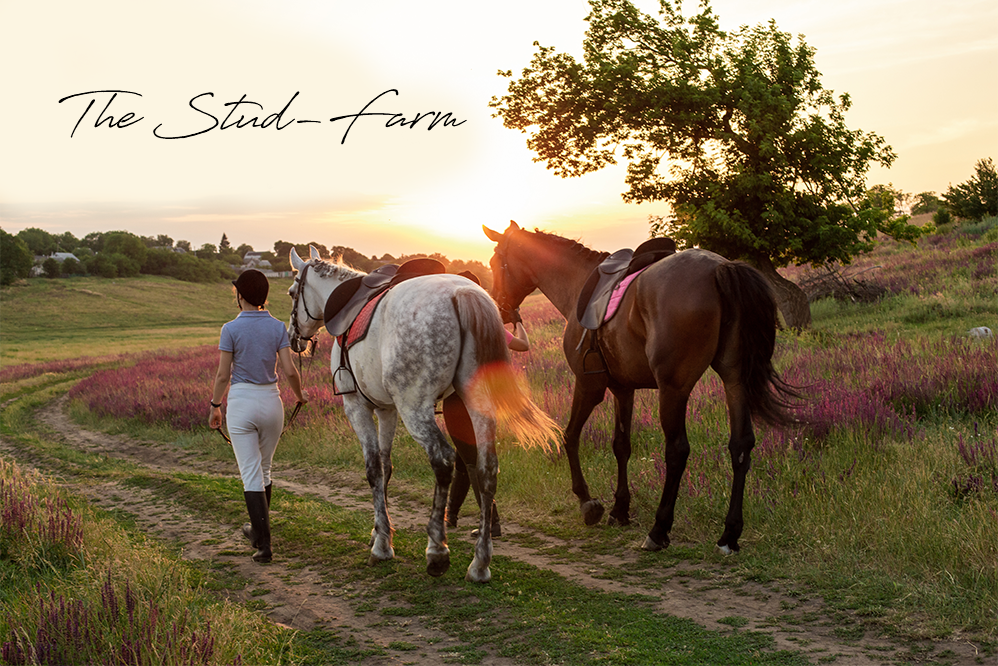 Riders and horses at the Timpex stud farm